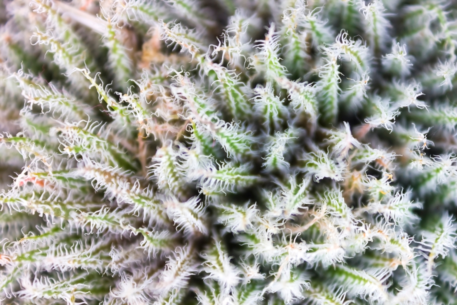 Cactus alive